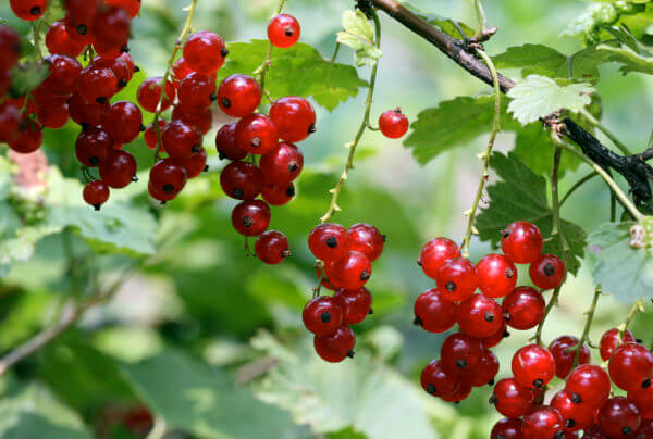 Redcurrants