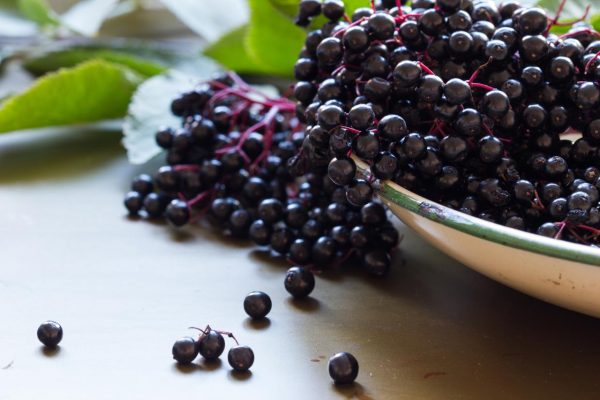 elderberry